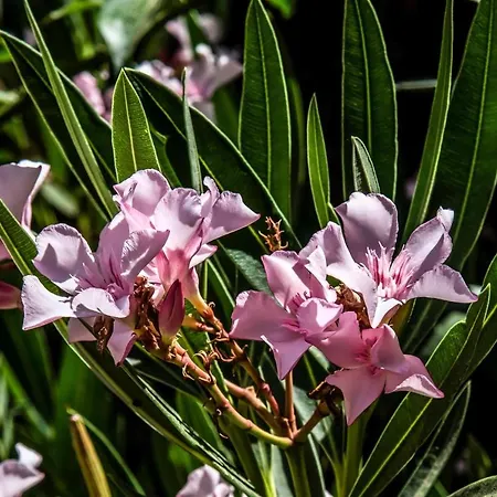 Ξενοδοχείο L'oleandro 3*